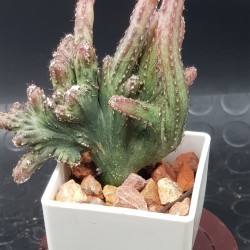 Monvillea spegazzinii f. cristata monstruosa 