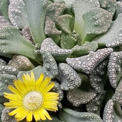 Titanopsis " calcarea " 10 (unique - μοναδικό φυτό)