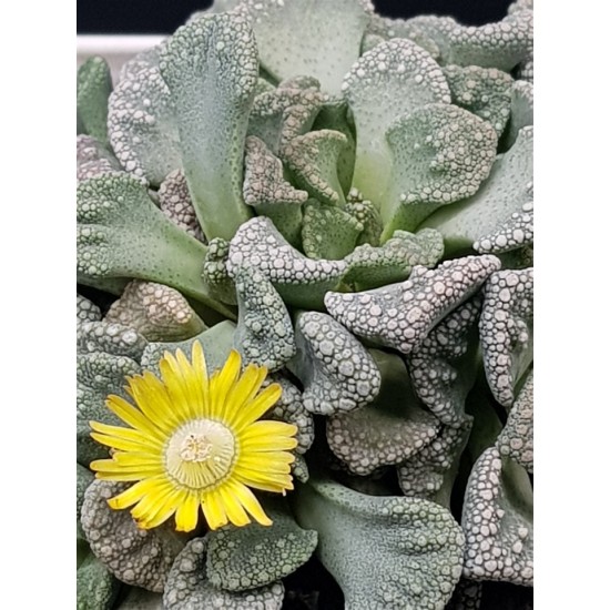 Titanopsis " calcarea " 10 (unique - μοναδικό φυτό)