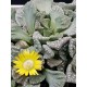 Titanopsis " calcarea " 10 (unique - μοναδικό φυτό)