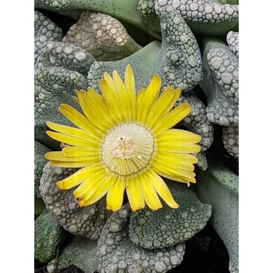 Titanopsis " calcarea " 10 (unique - μοναδικό φυτό)