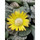 Titanopsis " calcarea " 10 (unique - μοναδικό φυτό)