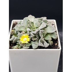 Titanopsis " calcarea " 10 (unique - μοναδικό φυτό)