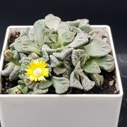 Titanopsis " calcarea " 10 (unique - μοναδικό φυτό)