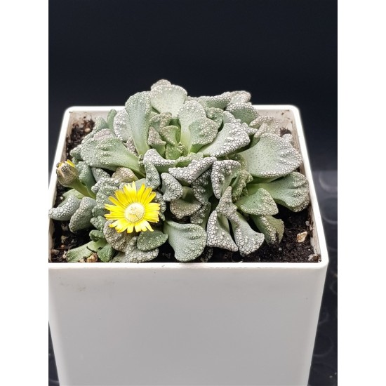 Titanopsis " calcarea " 10 (unique - μοναδικό φυτό)