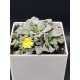 Titanopsis " calcarea " 10 (unique - μοναδικό φυτό)