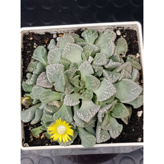 Titanopsis " calcarea " 10 (unique - μοναδικό φυτό)