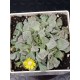 Titanopsis " calcarea " 10 (unique - μοναδικό φυτό)