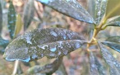 ΕΛΙΑ : ΨΕΚΑΣΜΟΣ ΜΕ ΧΑΛΚΟ ΚΑΙ Η ΣΧΕΣΗ ΤΟΥ ΜΕ ΤΗ ΛΙΠΑΝΣΗ ΤΗΣ ΕΛΙΑΣ