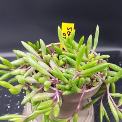 Othonna capensis "ruby necklace" ή "string of ruby" ( μοναδικό φυτό -unique )