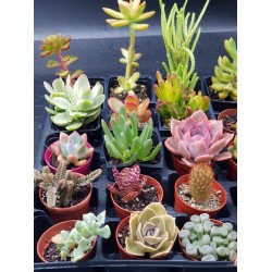 ΣΥΛΛΟΓΗ  "NAPOLI " ΑΠΟ 20  ΠΑΧΥΦΥΤΑ Γ. 5,5