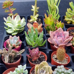 ΣΥΛΛΟΓΗ  "NAPOLI " ΑΠΟ 20  ΠΑΧΥΦΥΤΑ Γ. 5,5