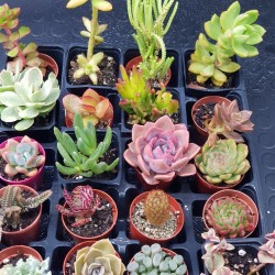 ΣΥΛΛΟΓΗ  "NAPOLI " ΑΠΟ 20  ΠΑΧΥΦΥΤΑ Γ. 5,5