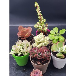 Συλλογή  "PADOVA " 7  παχύφυτων μεσαίου μεγέθους  12