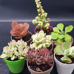 Συλλογή  "PADOVA " 7  παχύφυτων μεσαίου μεγέθους  12