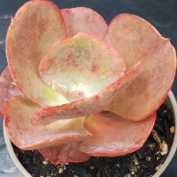 Συλλογή  "PADOVA " 7  παχύφυτων μεσαίου μεγέθους  12