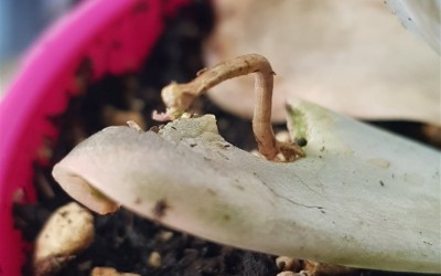 ΠΑΧΥΦΥΤΑ : ΚΑΜΠΙΕΣ Geometrid moths  (GEOMETRIDAE WORMS ) ΠΡΟΣΒΑΛΟΥΝ ΤΑ ΠΑΧΥΦΥΤΑ