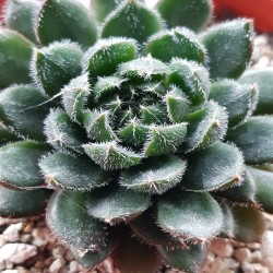 ECHEVERIA SCORPION ΓΛ.8,5
