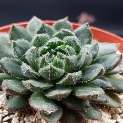 ECHEVERIA SCORPION ΓΛ.8,5