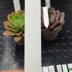 Ταμπέλακι σήμανσης φυτών μεσαίο ( 2 cm  Χ 12 cm)   10 TEM.