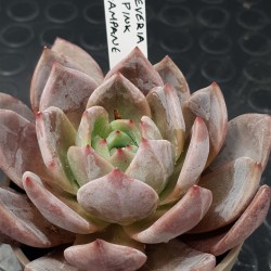 Ταμπέλακι σήμανσης φυτών μικρό ( 1,6cm  Χ 10cm)   10 TEM.