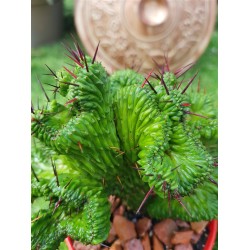 Euphorbia "enopla cristata " (unique) 10,5
