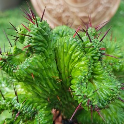 Euphorbia "enopla cristata " (unique) 10,5