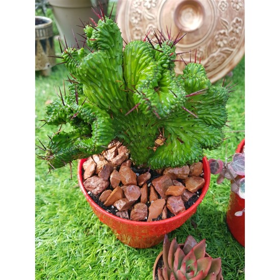 Euphorbia "enopla cristata " (unique) 10,5