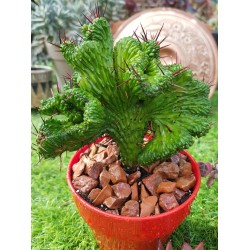 Euphorbia "enopla cristata " (unique) 10,5