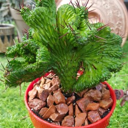 Euphorbia "enopla cristata " (unique) 10,5