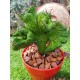 Euphorbia "enopla cristata " (unique) 10,5
