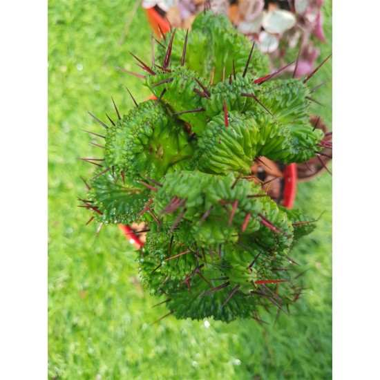 Euphorbia "enopla cristata " (unique) 10,5