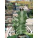 Euphorbia lactea ( μοναδικό φυτό -unique ) 10