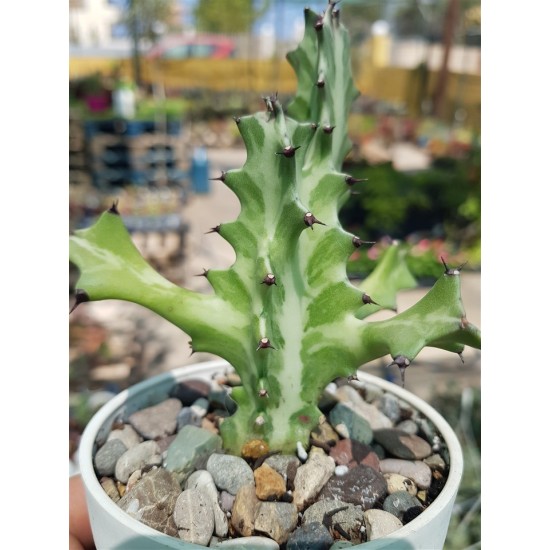 Euphorbia lactea ( μοναδικό φυτό -unique ) 10