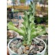 Euphorbia lactea ( μοναδικό φυτό -unique ) 10