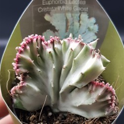 Euphorbia lactea white ghost cristata 8,5