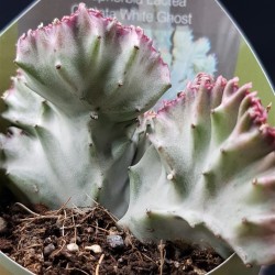 Euphorbia lactea white ghost cristata 8,5