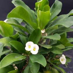 euphorbia " milii - Λευκό άνθος " 12