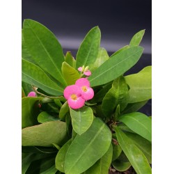 euphorbia " milii "- Φούξια άνθος 12