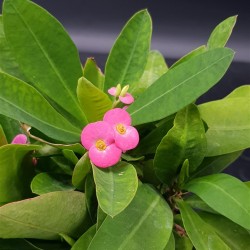 euphorbia " milii "- Φούξια άνθος 12