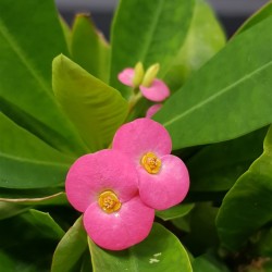 euphorbia " milii "- Φούξια άνθος 12