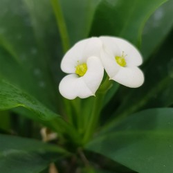 euphorbia " milii - Λευκό άνθος " 12