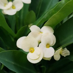 euphorbia " milii " -  κίτρινο άνθος  12