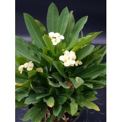 euphorbia " milii " -  κίτρινο άνθος  12