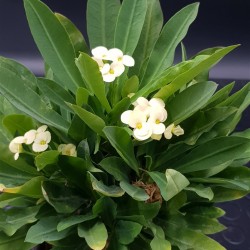 euphorbia " milii " -  κίτρινο άνθος  12