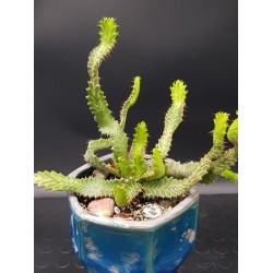 Euphorbia stellata   ( μοναδικό φυτό -unique )