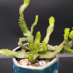 Euphorbia stellata   ( μοναδικό φυτό -unique )