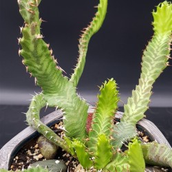 Euphorbia stellata   ( μοναδικό φυτό -unique )