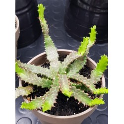 Euphorbia stellata (special edition) 10