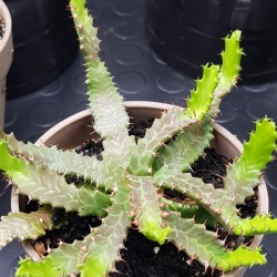 Euphorbia stellata (special edition) 10